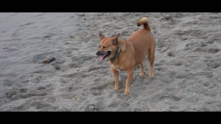 THE BALI LIFESTYLE - LUNA'S JOURNEY (EPISODE 41)