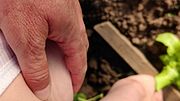 Amateur Farmer Begs For Deepfuck Attention