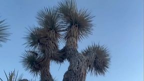 SUCK MY BALLS : JOSHUA TREE, CA // PART 3 // THE MOVIE