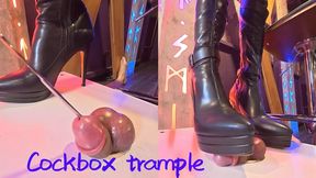 Goddess Nikki trampled him,& trained him with a penis plug.