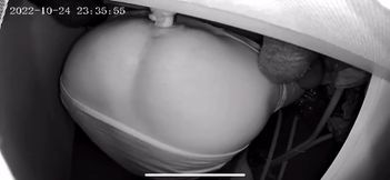 Wooden butt knob in and out no hands