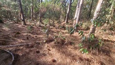 Bruxa ordena que, turista perdido na floresta faça ela ter um orgasmo pra nao ser enfeitiçado! Halloween
