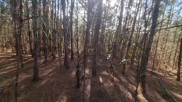 Bruxa ordena que, turista perdido na floresta faça ela ter um orgasmo pra nao ser enfeitiçado! Halloween