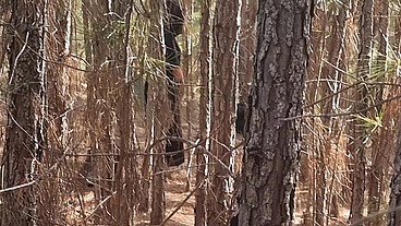 Bruxa ordena que, turista perdido na floresta faça ela ter um orgasmo pra nao ser enfeitiçado! Halloween