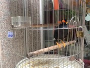 A talking bird in Vietnamese