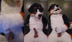 Elastrator Play with @AngryBarks Good Boys Get Neutered Ruined Orgasm