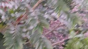 crente safada colhendo frutas