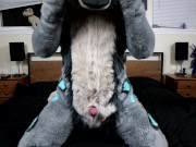 A pent up Lynx pawing off