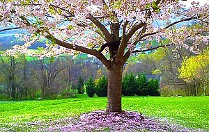 Secret Garden - Passionate Erotic Audio for Men by Eve's Garden (outdoors)(passionate sex)(audio)