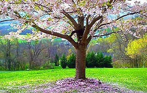 Secret Garden - Passionate Erotic Audio for Men by Eve's Garden (outdoors)(passionate sex)(audio)