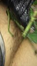 Nettles cook hardcore masturbation