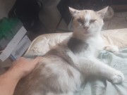 Malvina is a cute cat