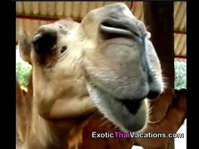 Babes, Bars, & Beaches In depth sex guide to tourist places in Thailand