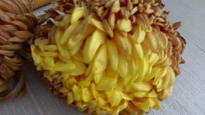 Trampled two chrysanthemums cc