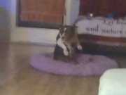 My Doggy Knows How To Get Down and Dance LOL