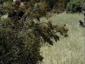 Ebony Hunks Working With Haystack In Amish Warehouse