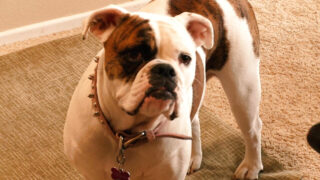 Lela Star et Brooke Belle se relaient pour sucer des bites avant une intense pénétration anale.