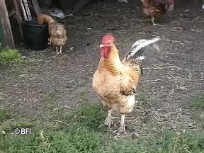 DVD - Horny sluts from Holland and Flanders