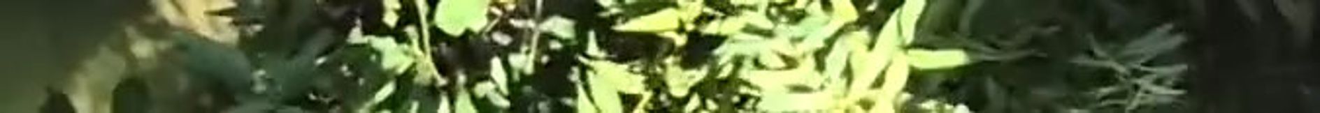 Fun Under the Bridge