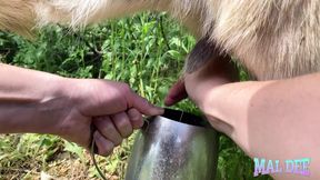 Homemade Cheese