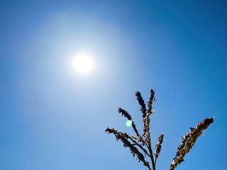 Exploring With Andrie EPS 1 - All Corn ? No Porn ⬛️? - Nature Foliage Flora And Fauna - SFW -