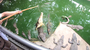 Crocodile feeding and Thai amateur girlfriend wet pussy pleasing