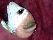 Meerkat toy getting rolled in my slimy guts