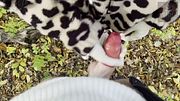 LATEX HANDJOB in NATURE 🌿🔥 – real COUPLE OUTDOOR energy