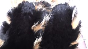 Ejaculation Training: Sniffing and Cumming on a Fur Scarf, Lady Victoria Valente