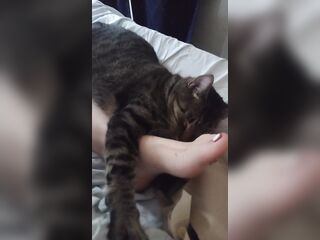 Cute Kitten Cuddling With Gorgeous Feet
