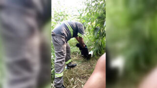 Pria kulit hitam seksi dan pasangannya menikmati masturbasi di luar ruangan dan melakukan anal seks sendiri.