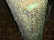 Cumshot on a tree and close up look on my fresh load