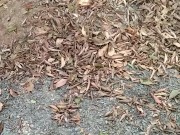 Soft Hairy Cock Pissing In The Woods