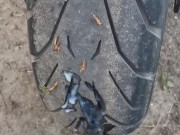 Motard en balade lâche son foutre