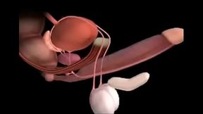 cock x ray orgasm contractions simulator