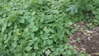 Twink gets a blowjob outdoors