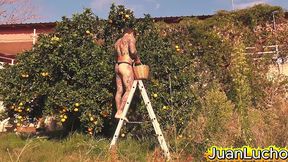 recolector de naranjas se la casca alli mismo