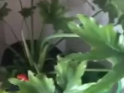 Gay Chubs Morning Coffee | ATROPHYBODY