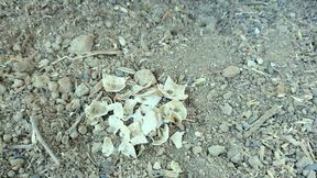 Jerk off and Cum After Empty Shells Are Crushed by Boots