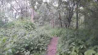 Mushroom dickhead in the woods