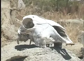 Superior whores with perfect bodies blow cock hard on the rocks