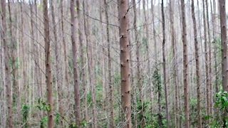 nudism in the forest