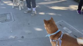 Are Shiba Inus Good Pets 10 Pros and Cons of Owning a Shiba