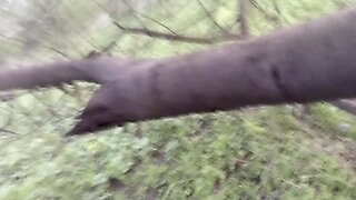 Big cock man amateur outdoors fantasy in the forest: hot boy excitedly playing nipples and climbing a tree for hard jungle sex