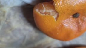 STACY MAKES ORANGE MARMALADE