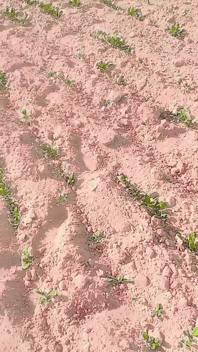 Mangal Desi Indian Rajasthani Wife Khet Mein Chudai Khet Marwari Wife Mein Pani Aaya Hindi Sex Clear Audio   Clip 2