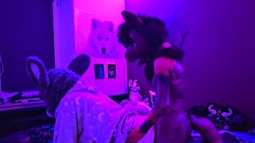 This Submissive Furry Bunny Slut Is Getting Pegged By A Furry Wolf So He Knows His Place