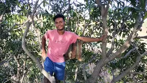 Passionate Gay Romance Blossoms Under The Mango Tree In Hindi Agricultural Forest Video