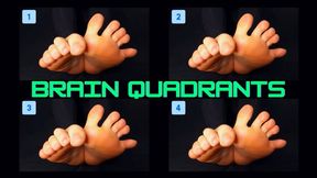 Brain Quadrants