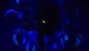 Weird Alien Lesbian Sex